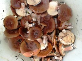  Маринуем и консервируем грибы горькушки