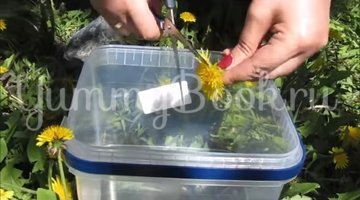 Варенье из одуванчиков (одуванчиковый мёд) - шаг 1