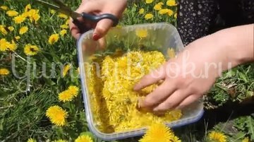 Варенье из одуванчиков (одуванчиковый мёд) - шаг 2